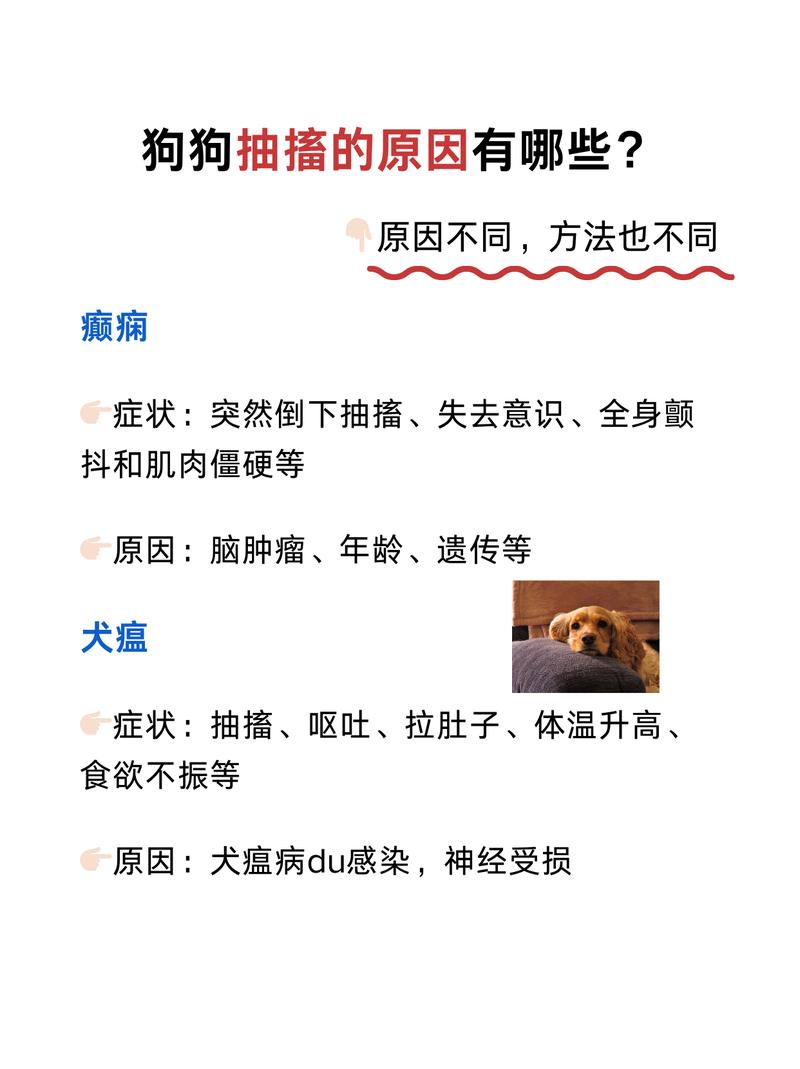 魔兽世界私服宠物抽搐问题解析及解决方案
